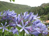 Flora und Fauna der Levadas