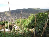 Halbtagswanderung entlang der Levadas