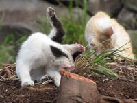 Halbtagswanderung entlang der Levadas