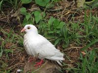 Halbtagswanderung entlang der Levadas