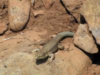 Halbtagswanderung entlang der Levadas