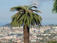 Botanischer Garten von Funchal