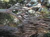 Botanischer Garten von Funchal