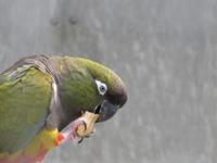 Botanischer Garten von Funchal