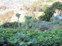 Kleine Gemüsefelder