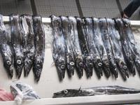 Nationalfisch: Schwarzer Degenfisch