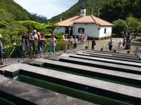 Forellenzucht in Ribeiro Frio (kalter Bach)