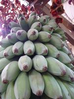 einheimische Bananen