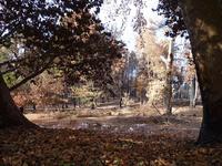 auch hier hat das Feuer gewütet