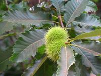 Esskastanien am Wegesrand