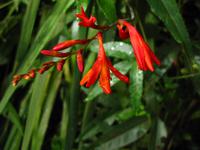 Orchideen am Wegesrand