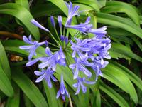 Agapanthus (Schmucklilie)