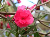 Orleander am Wegesrand