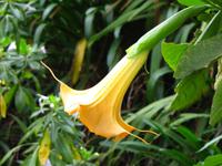 Engelstrompete am Wegesrand