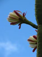 Kaktusblüte im Botanischen Garten
