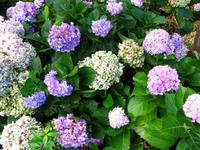 Meer aus Hortiensien