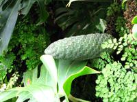 Frucht der Philodendron-Pflanze