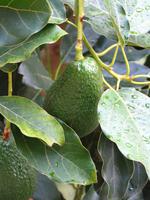 Avocado am Wegesrand