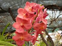 im Jardim Orchidea
