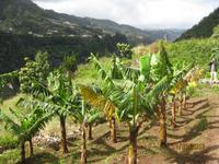 IMG_2938 Obst- und Gemüseanbau, wohin das Auge reicht