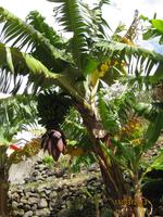 IMG_2939 Obst- und Gemüseanbau, wohin das Auge reicht