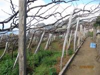 IMG_2954 Zur Weinverkostung des Madeirer auf einem privaten Weingut