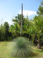 IMG_2997 Zu Besuch im Botanischen Garten von Funchal