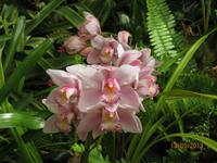 IMG_3029 Zu Besuch im Orchideen Garten von Funchal