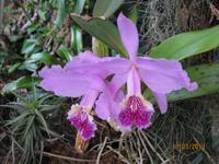 IMG_3030 Zu Besuch im Orchideen Garten von Funchal