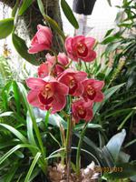 IMG_3032 Zu Besuch im Orchideen Garten von Funchal