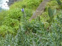 Natternkopf- Echium nervosum 