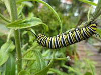 im Kräutergarten entdeckt