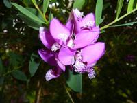 Ist sie nicht schön?