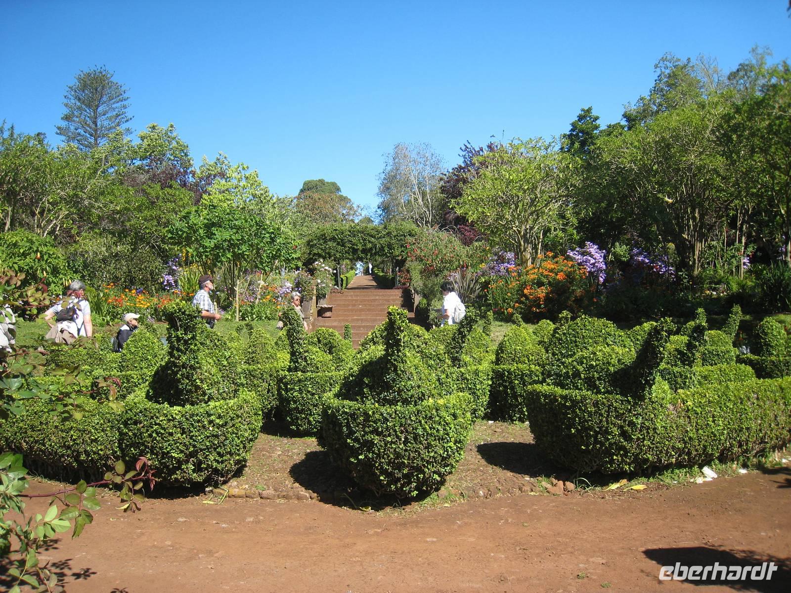 Schwanenfamilie in Blandy´s Garden