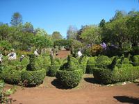 Schwanenfamilie in Blandy´s Garden
