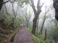 Levada-Wanderung in Ribeiro Frio