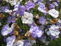 Brunnfelsia ist immer attraktiv