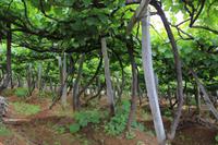 Besuch eines privaten Weinguts