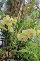 Besuch des Orchideengartens