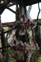 Besuch des Orchideengartens
