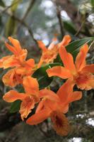 Besuch des Orchideengartens