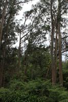 Wanderung durch Eukalyptuswald