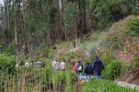 Wanderung „Levada dos Tornes“