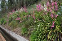 Wanderung „Levada dos Tornes“