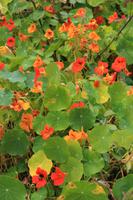 Wanderung „Levada dos Tornes“