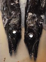 Schwarzer Degenfisch