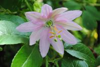 Blüte der Paradiesfrucht