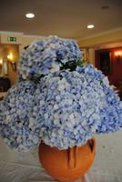 Dekorative Hortensien - Restaurant in Santana