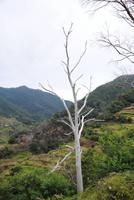 Auch tote Bäume haben etwas ästhetisches 