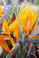 Strelizie - die Blume Madeiras